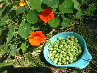 Nasturtium Seeds