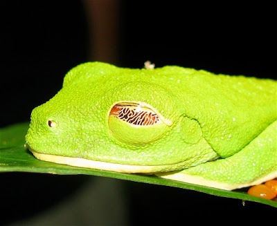 Katak, Hewan dengan Tiga Kelopak Mata