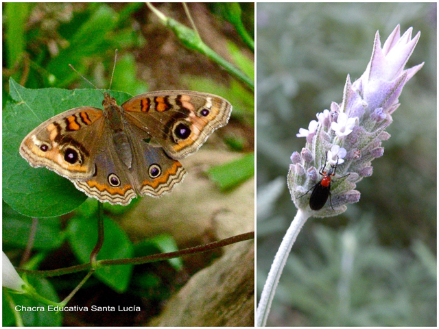 La variedad de insectos es asombrosa - Chacra Educativa Santa Lucía