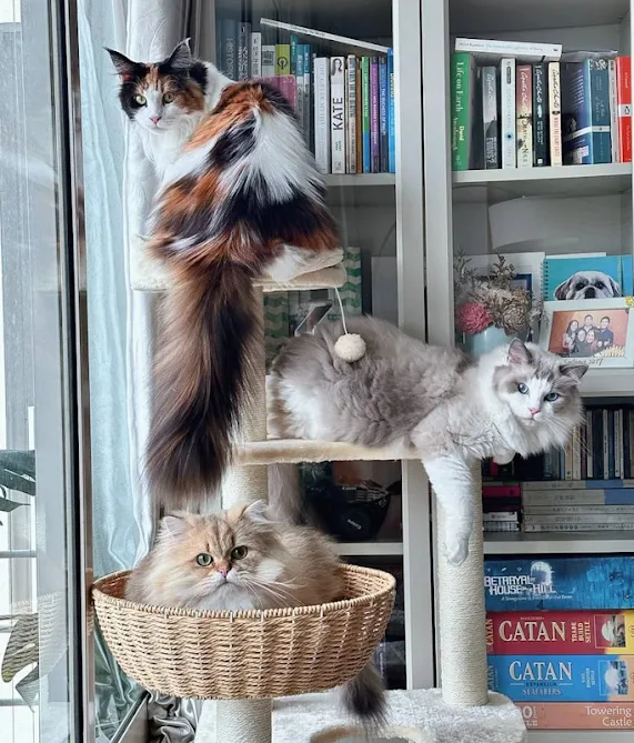 Sparkling trio of most popular cat beeds including a Maine Coon owned by this person