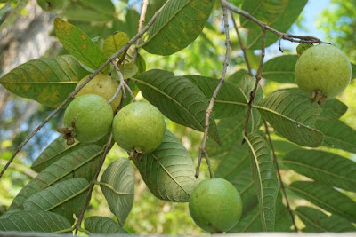 Cara Menanam Jambu Biji Simple Tetapi Berbuah Banyak Dan Menguntungkan Bagi Pembudidaya