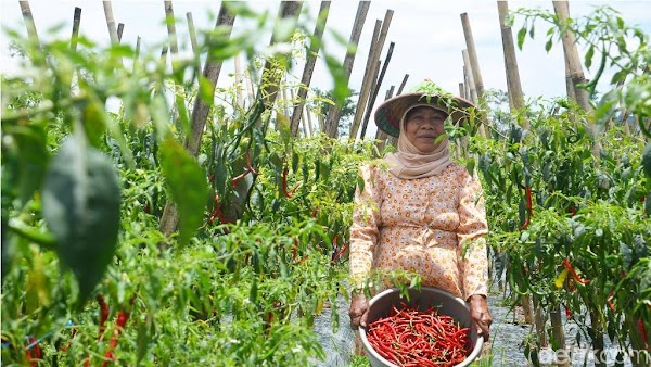 Petani Biarkan Cabai Busuk di Pohon Gara-gara Harga Anjlok