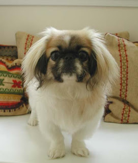 pekingese dog puppy breeds hound chien hund perro canine animals domestics maskotak pets Haustiere huisdieren animaux de compagnie husdjur info