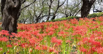 幸手権現堂桜堤の彼岸花