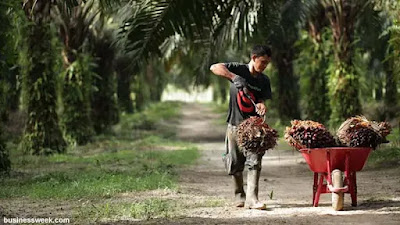 BPDPKS Salurkan Rp.8,5 Triliun Untuk Peremajaan Sawit Rakyat