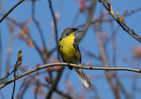 Kirtland's Warbler - Grayling, Michigan, USA