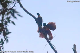 Courtship Dance of Red Bird of Paradise in Waigeo island of Raja Ampat