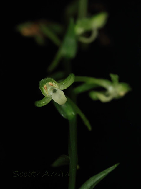 Platanthera minor