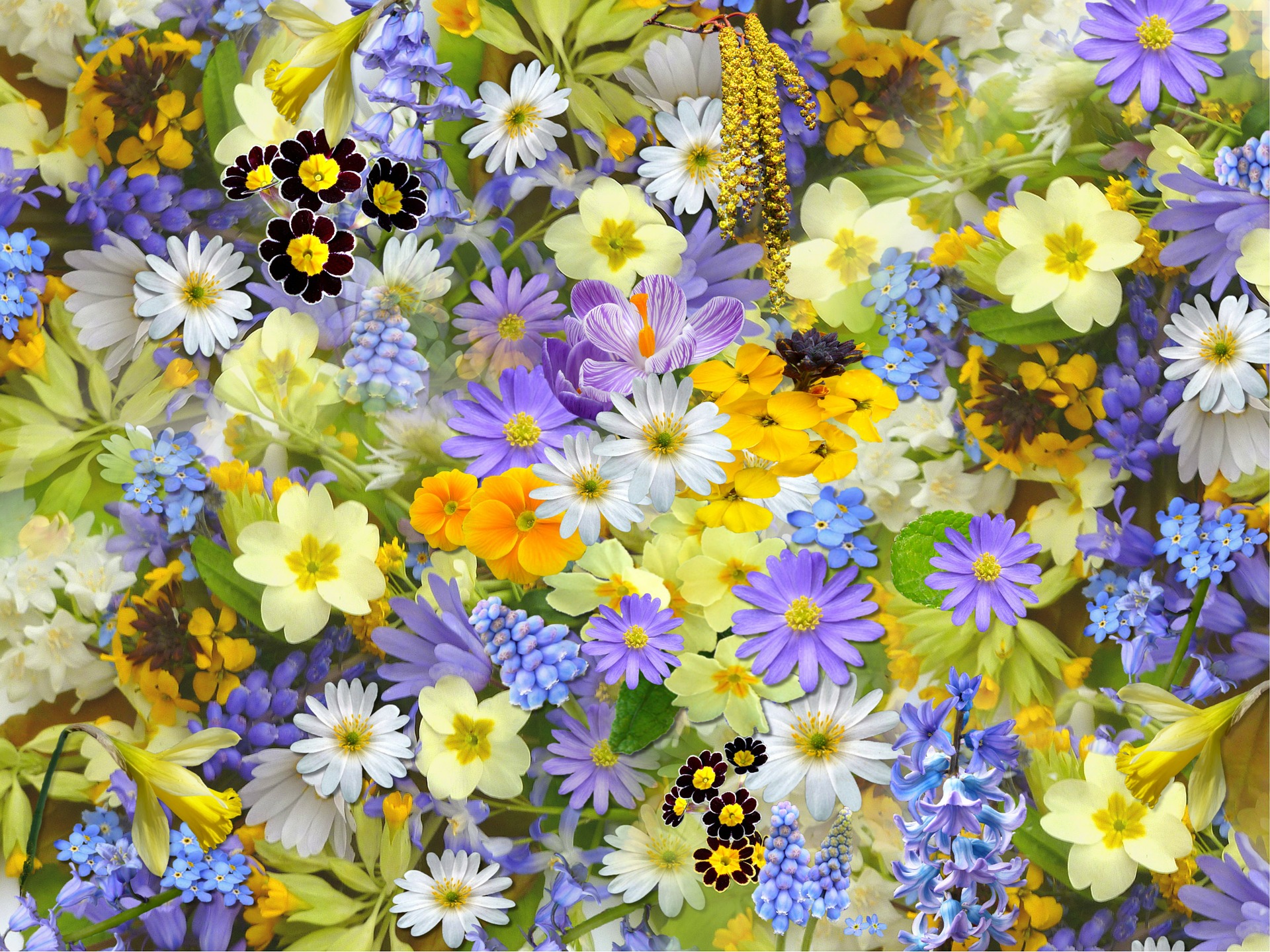 ফুলের পিকচার ও ছবি ২০২২ | Full HD Flower Background Photo 2022