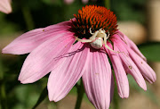 The coneflowers and other flowering plants in the perennial garden are full .