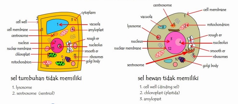  Materi  Biologi Kelas  XI  tentang Sel  IPA Area