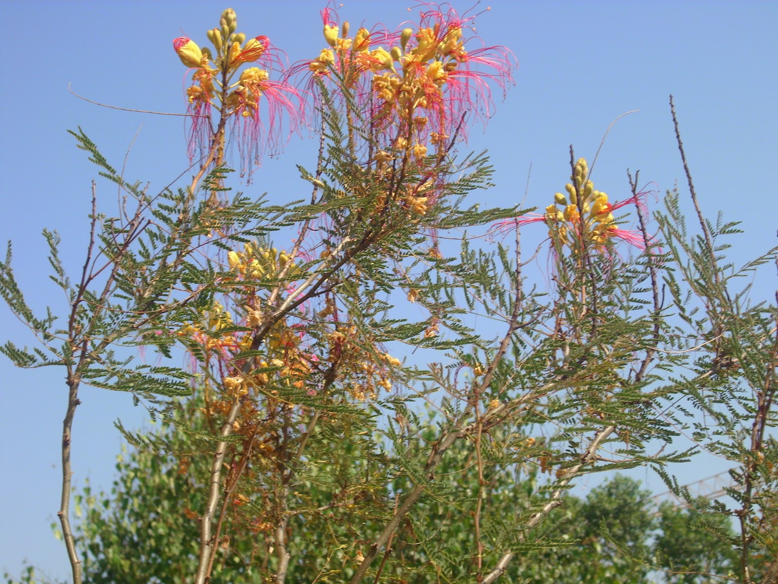 Arbustum Monsleonis: Un bellissimo e singolare arbusto ...