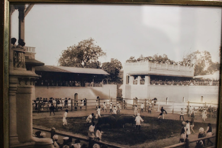 Buffalo Fight in Baroda (Vadodara), Gujarat - c1890's