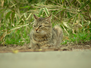 COOLPIX S4で撮影した写真 キジトラ猫