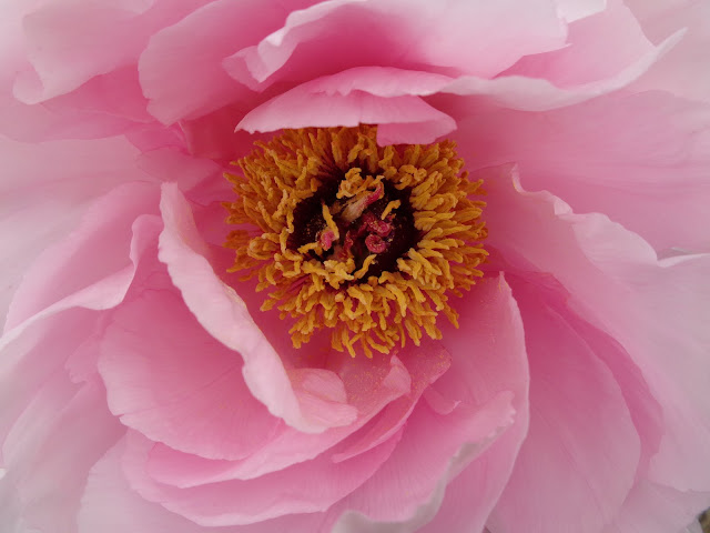 燕趙園の牡丹の花