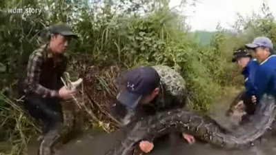 "Giant Anaconda" was found in the deep forest.