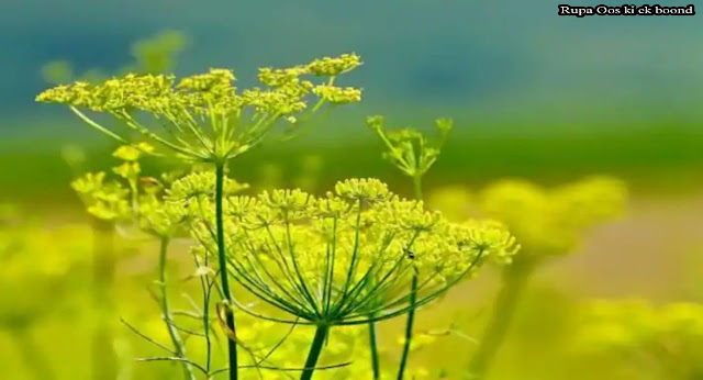 सौंफ । Indian Sweet Fennel । Saunf