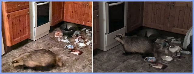 The Badger Bandit .... Busted!