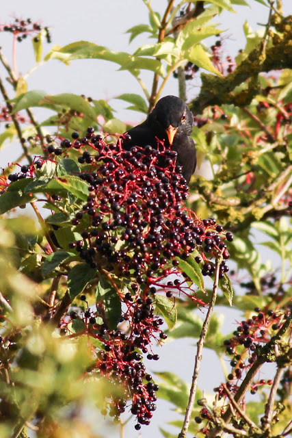 timbobagginsabroad, birds, yorkshire