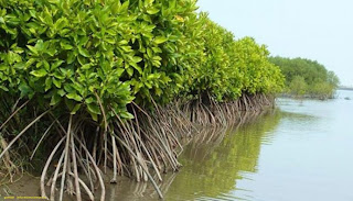 Peraturan Perundang - Undangan Terkait Pengelolaan Mangrove