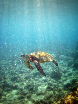 Underwater Photography