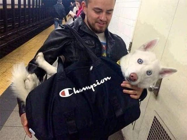 Criatividades que driblou proibição de Pets no metrô de Nova York