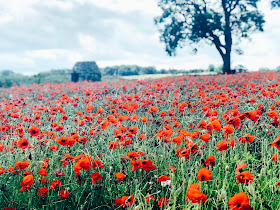 Come with me on a lazy Sunday stroll in the poppy fields of Bubnell, Baslow in the Peak District.