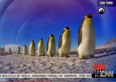 gezi parkı penguen belgeseli direniş