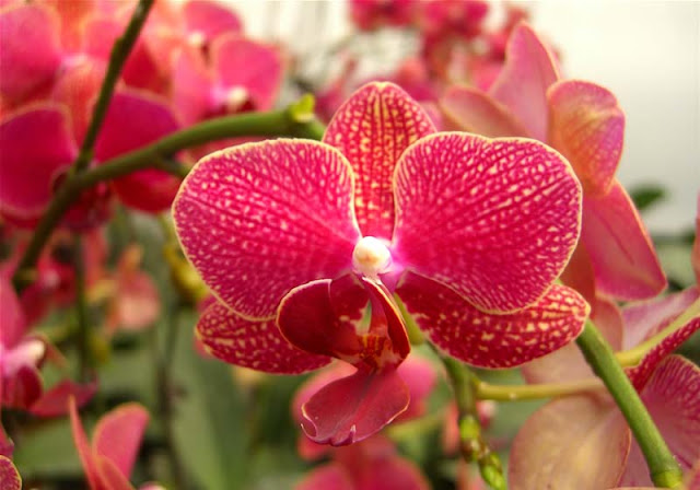 Phalaenopsis Flowers Pictures