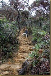 Mt Kinabalu (68) Mt Kinabalu (68)