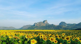 Lopburi Sunflower Fields