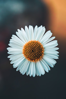 صورة وردة بيضاء طبيعية ، صور ورد ابيض طبيعي 4K