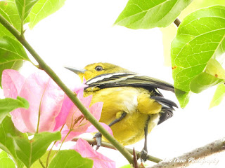 Common Iora at Singapore Botanic Gardens