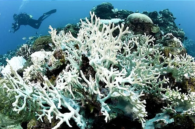La Gran Barrera de Coral sufre un blanqueamiento debido al cambio climático
