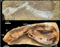 http://sciencythoughts.blogspot.co.uk/2015/06/gogoselachus-lynnbeazleyae-first.html