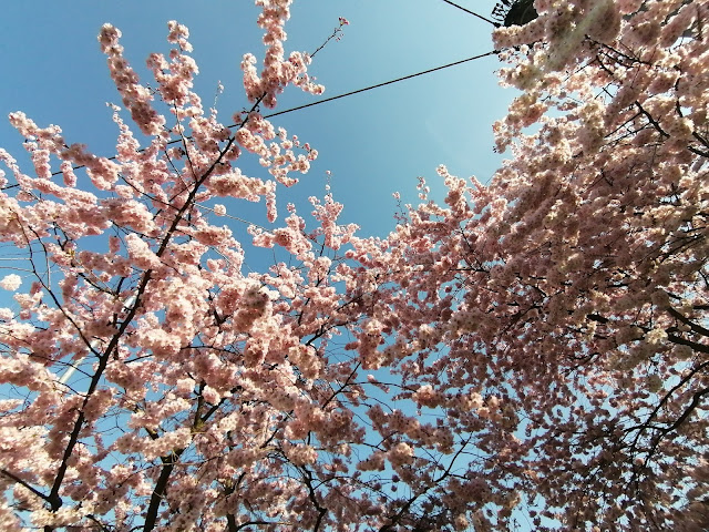 kirschblueten-neuanfang-frühling-machergeist-machen