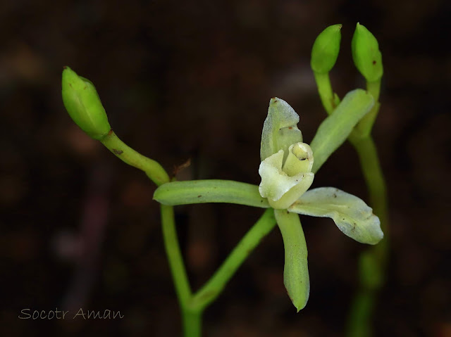 Cymbidium nipponicum