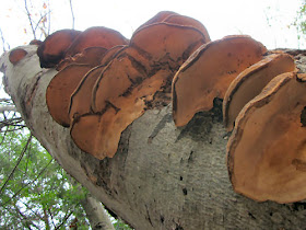 shelf fungus