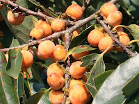 date plum - date prune - Diospyros lotus