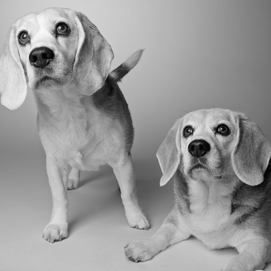 Amanda Jones fotografia cachorros através dos anos dog years cães idades