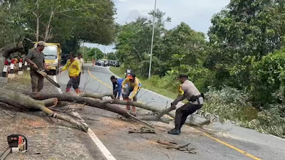 Respon Cepat, Bhabinkamtibmas Polsek Bintan Utara Potong dan Evakuasi Pohon Tumbang Yang Halangi Jalan