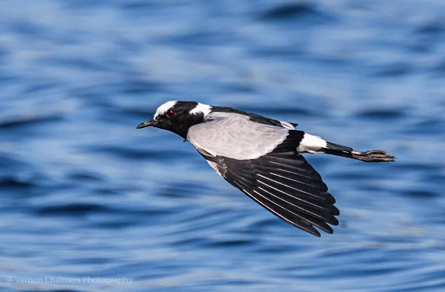 Blacksmith Plover in Flight- Woodbridge Island Cape Town