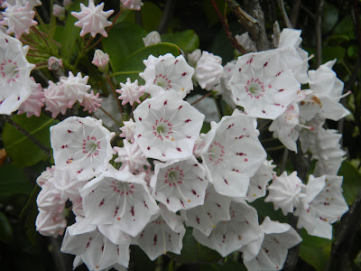 画像をダウンロード 薄ピンク 花 5月 180192-薄ピンク 花 5月