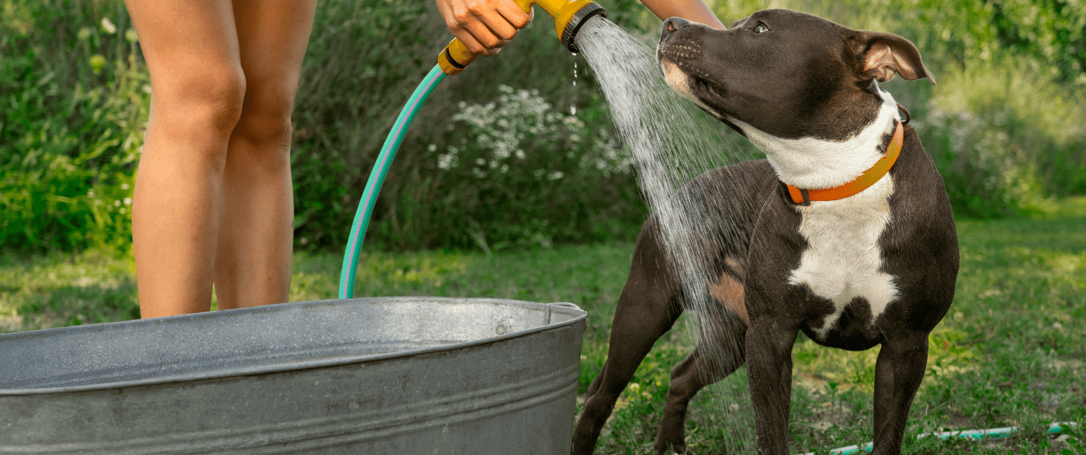 How to Keep Pets Cool in Summer