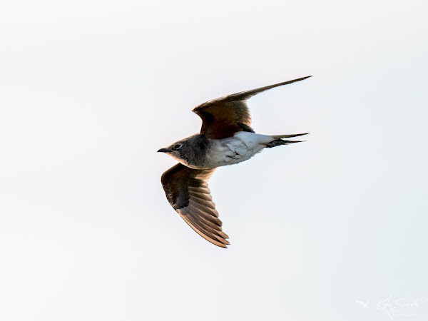 Collared pratincole