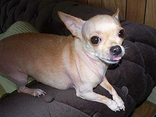 chihuahua pictures