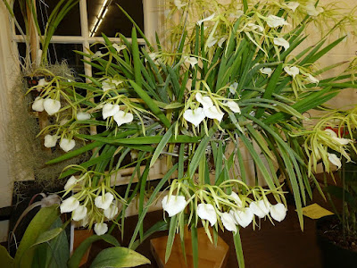 Brassavola Little Stars care