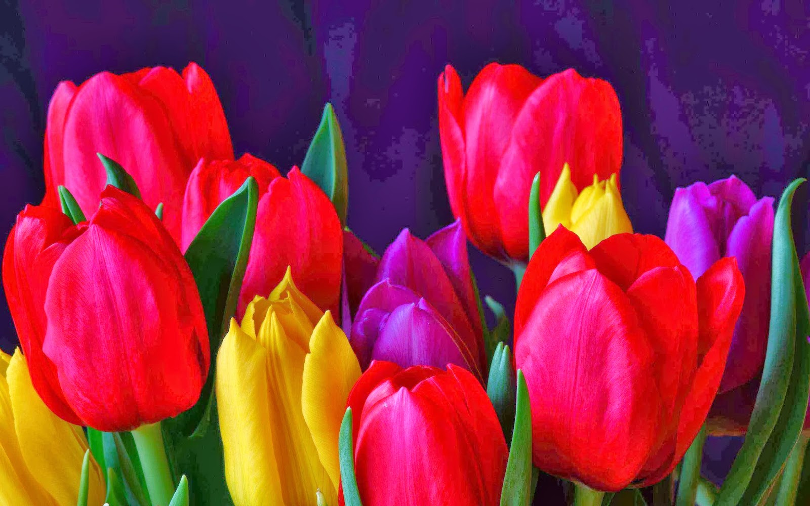 what a beautiful this tulip flower, the flower that populer in 