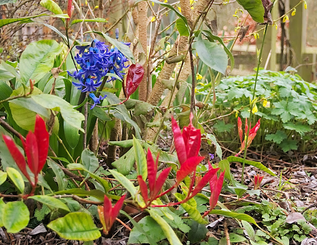 Single blue hyacinth surrouned by red leaves