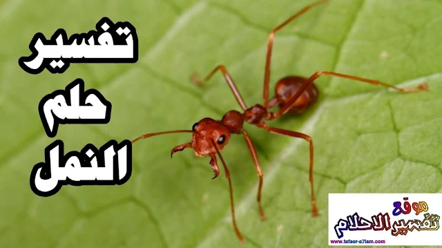 تفسير الاحلام اكل النمل في المنام